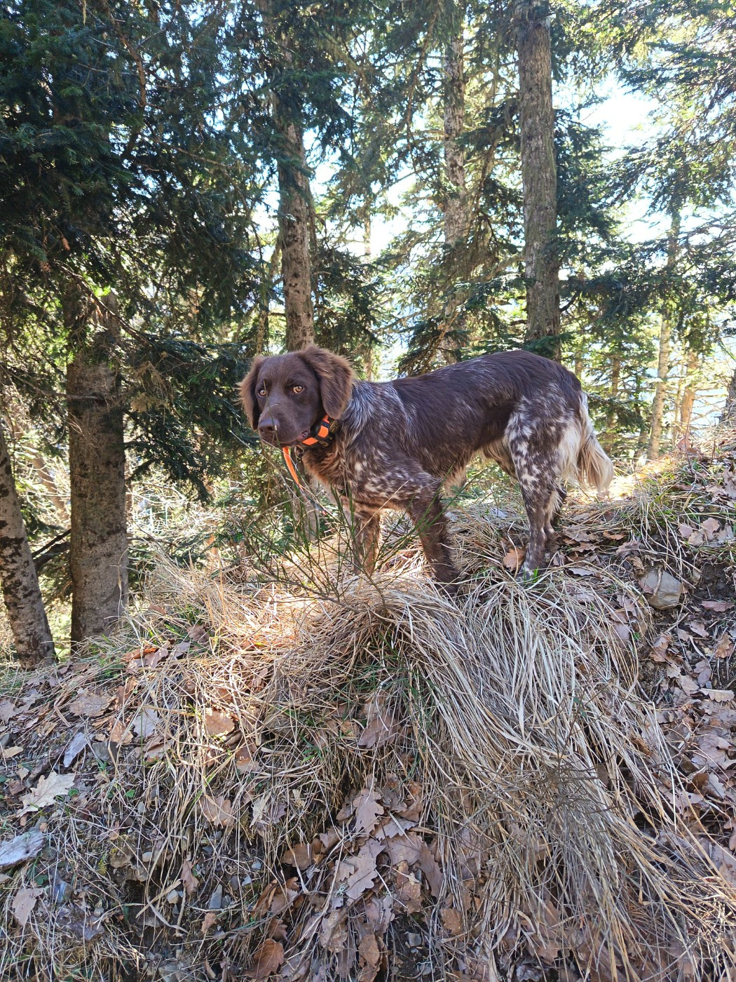 ARES chasse passion trente quatre Titre Initial